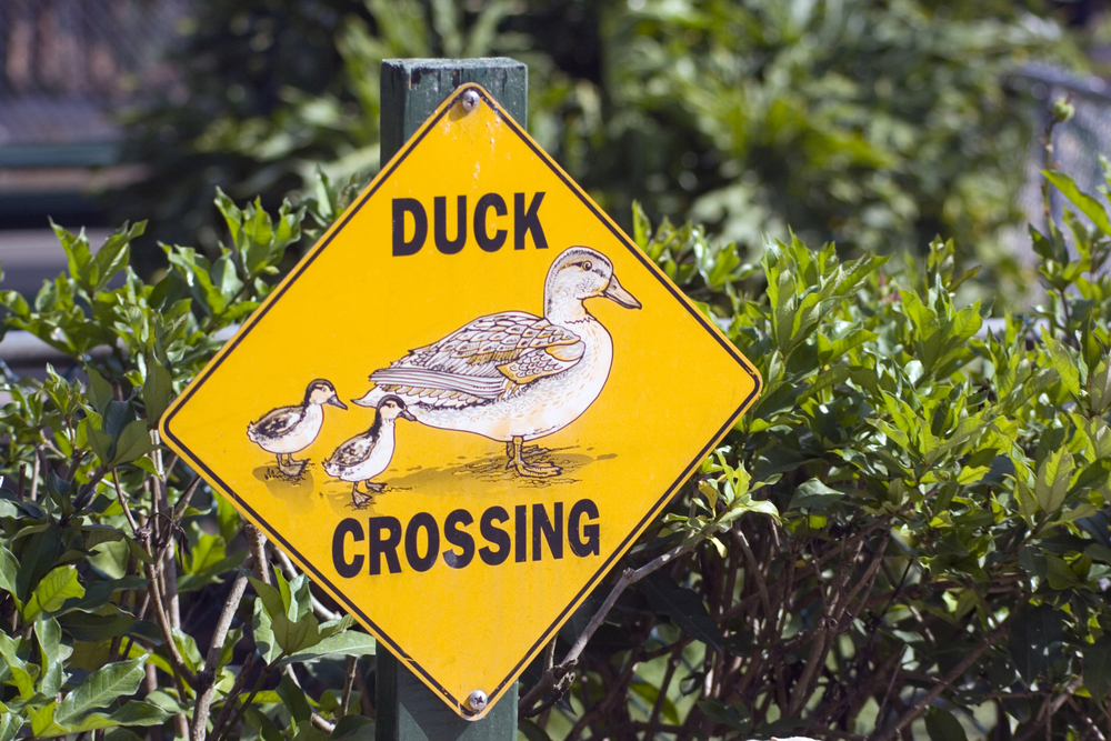 Ducks At The Worksite